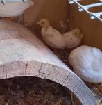 bébé caille de chine, Dieren en Toebehoren, Pluimvee