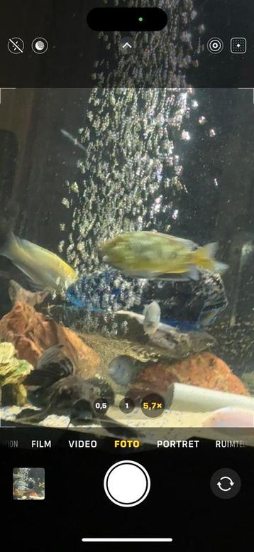 Venustus mannen moorri mannen beschikbaar voor biedingen