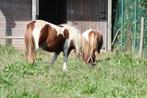 weide/gras, Dieren en Toebehoren, Merrie, Niet van toepassing