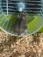 Vend hamster russe avec cage et accessoires, Kooi, Minder dan 75 cm, Minder dan 60 cm, Gebruikt