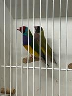 Popje cinnamon man split cinnamon, Dieren en Toebehoren, Vogels | Parkieten en Papegaaien