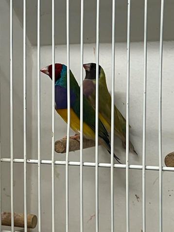 Popje cinnamon man split cinnamon beschikbaar voor biedingen