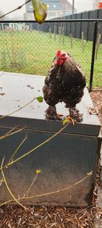 Brahma zilver zwartgezoomd, Mâle, Poule ou poulet