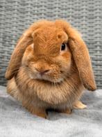 Heel erg knappe en lieve NHD Dwerg hangoor voedster SOOF, Vrouwelijk, Dwerg, Hangoor, 0 tot 2 jaar