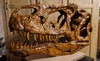 Replica schedel dino op ware grootte, Verzamelen, Mineralen en Fossielen, Ophalen of Verzenden, Fossiel