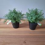 2 kunstplantjes, Huis en Inrichting, Woonaccessoires | Kunstplanten en Kunstbloemen, Ophalen