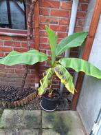 4 bananen planten ( musa ) prijs per stuk, Tuin en Terras, Ophalen