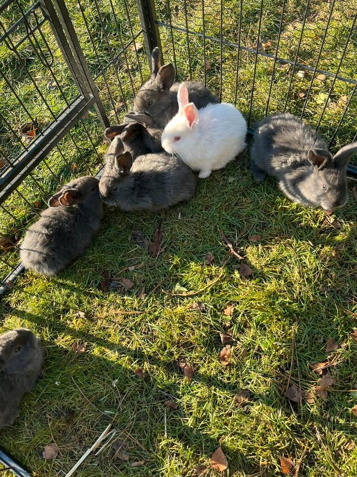 Vlaamse reus, Animaux & Accessoires, Lapins