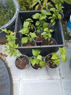 Hibiscus, Tuin en Terras, Planten | Tuinplanten, Ophalen