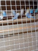20 jonge grasparkieten gereserveerd., Dieren en Toebehoren, Meerdere dieren, Parkiet