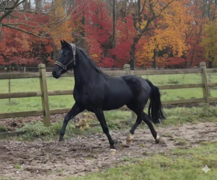 Merrie dressuur gefokt, Dieren en Toebehoren, Paarden, Merrie, Onbeleerd, 160 tot 165 cm, 3 tot 6 jaar, Dressuurpaard, Met stamboom