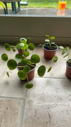 Pannenkoekenplant, Huis en Inrichting, Kamerplanten, Ophalen, Overige soorten, Halfschaduw, Minder dan 100 cm