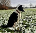 Opvang voor een Border Collie gezocht, Dieren en Toebehoren, Ophalen