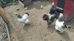 Brahma wit zwart kuikens te koop, Dieren en Toebehoren, Pluimvee, Geslacht onbekend, Kip
