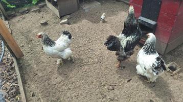 Brahma wit zwart kuikens te koop beschikbaar voor biedingen