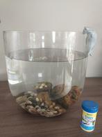 Aquarium met guppy's en eten, Dieren en Toebehoren, Vissen | Aquaria en Toebehoren, Ophalen