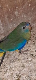 Turquoisineparkiet wildkleur, Dieren en Toebehoren, Vogels | Parkieten en Papegaaien, Meerdere dieren, Parkiet, Geringd