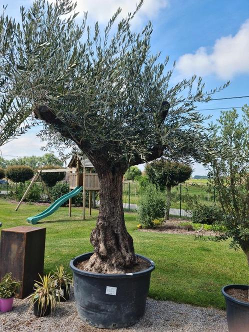 Olijfboom Olea Europaea met oude grillige stam, Tuin en Terras, Planten | Bomen, Olijfboom, Ophalen