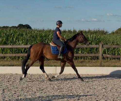 Super brave 4jarige springmerrie, Dieren en Toebehoren, Paarden, Merrie, Zadelmak, 170 tot 175 cm, 3 tot 6 jaar, Springpaard, Met stamboom