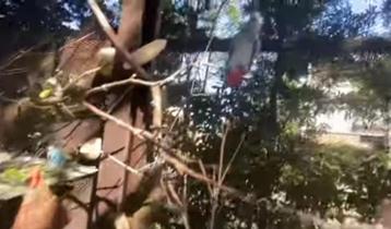 Cherchez-vous un nouveau foyer aimant pour vos oiseaux?, Dieren en Toebehoren, Vogels | Parkieten en Papegaaien, Meerdere dieren