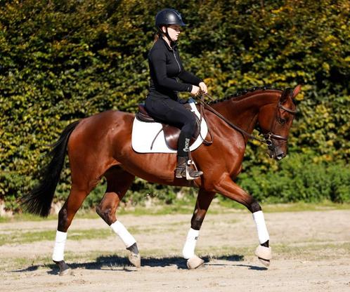 Unieke, talentvolle, chique en zeer brave allrounder!, Animaux & Accessoires, Chevaux, Hongre, B, 160 à 165 cm, 3 à 6 ans, Cheval de dressage