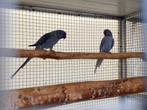 Halsbandparkieten, Dieren en Toebehoren