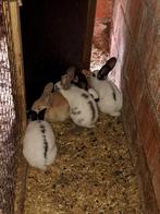 7 jonge vlinder konijnen te koop, Dieren en Toebehoren, Konijnen