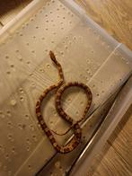 Baby korenslangen, Slang, 0 tot 2 jaar, Tam