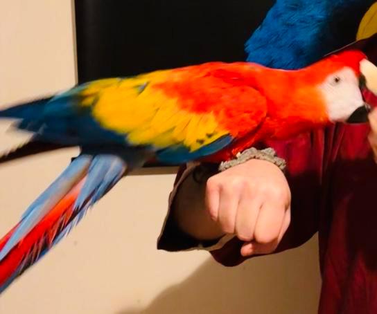 Handtamme geelvleugel ara, Dieren en Toebehoren, Vogels | Parkieten en Papegaaien, Papegaai, Vrouwelijk, Pratend, Tam, Geringd