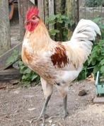 Jonge haan, Dieren en Toebehoren, Pluimvee, Mannelijk, Kip