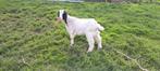 chèvres maltaises, Animaux & Accessoires, Moutons, Chèvres & Cochons