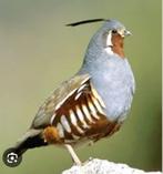 Recherche, Enlèvement ou Envoi, Neuf