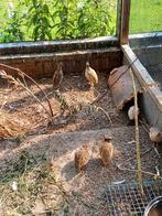 inlandse kwartels, Dieren en Toebehoren, Meerdere dieren, Overige soorten