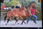 Hengst  veulen van ultra star jm, Dieren en Toebehoren, Paarden, Hengst, Niet van toepassing, Gechipt, 0 tot 2 jaar