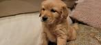 Golden retriever pups leven in m'n huisje GETESTE OUDERS, Golden retriever, Chien (mâle), Belgique, 8 à 15 semaines