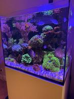 Compleet zeeaquarium, Dieren en Toebehoren, Vis, Zoutwatervis