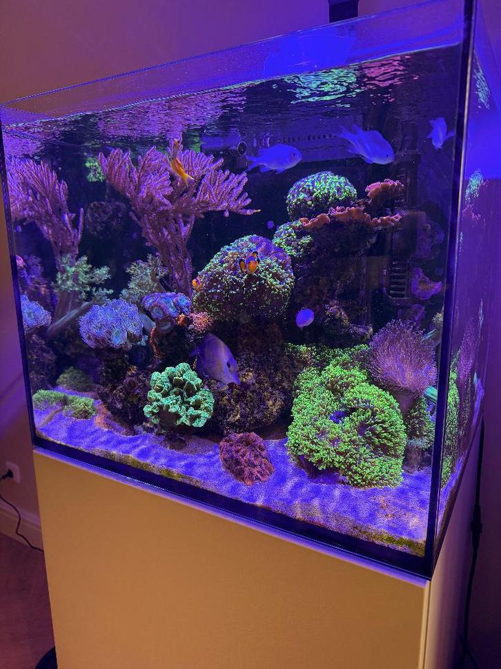 Compleet zeeaquarium, Animaux & Accessoires, Poissons | Poissons d'aquarium, Poisson de mer, Poisson