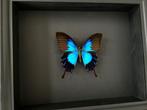 Rare Papillon exotique Ulysses Telegonus de l'Ile de Bachan, Collections, Collections Animaux, Insecte, Animal empaillé, Enlèvement ou Envoi