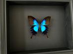 Rare Papillon exotique Ulysses Telegonus de l'Ile de Bachan, Insecte, Animal empaillé, Enlèvement ou Envoi, Neuf