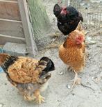 3 hennen zoeken nieuwe thuis, Dieren en Toebehoren, Vrouwelijk, Kip