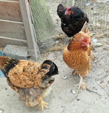 3 hennen zoeken nieuwe thuis beschikbaar voor biedingen