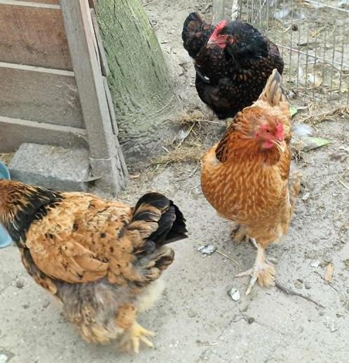 3 hennen zoeken nieuwe thuis, Dieren en Toebehoren, Pluimvee, Kip, Vrouwelijk