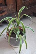 Stekken Graslelie, Ophalen