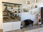 Chinchilla en of Degoe Terrarium, Dieren en Toebehoren, Knaagdieren en Konijnen | Hokken en Kooien, Nieuw, 90 cm of meer, 110 cm of meer