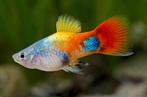 Halfwas tot volwassen speciale platy's soorten, Dieren en Toebehoren, Vis, Zoetwatervis, Schoolvis