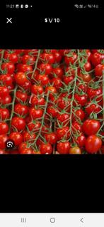 Biologische tomatenplanten, per plant voor 1 euro, Tuin en Terras, Planten | Tuinplanten, Ophalen of Verzenden