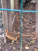 Goudfazanten 3, Dieren en Toebehoren