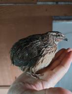 Japanse kwartels ( Enkel haantjes )