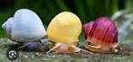 Escargots de pomme jaunes, bruns, violets, bleus, Poisson d'eau douce, Escargot ou Mollusque