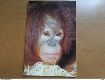 Postkaart Zoo van Antwerpen, Orang Oeten beschikbaar voor biedingen